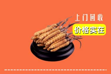 保定容城县回收冬虫夏草